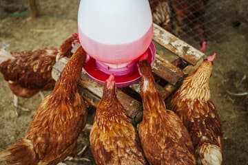 Poultry Equipment - Commercial feeders and drinkers for poultry operations